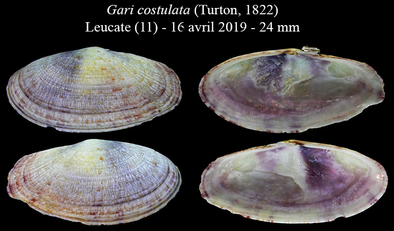 Gari costulata #59018