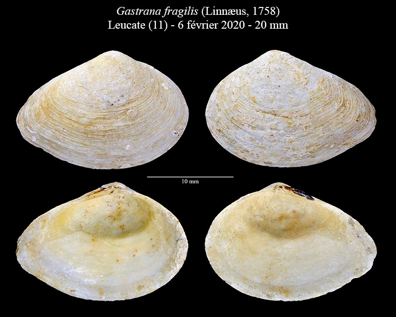 Gastrana fragilis #61954