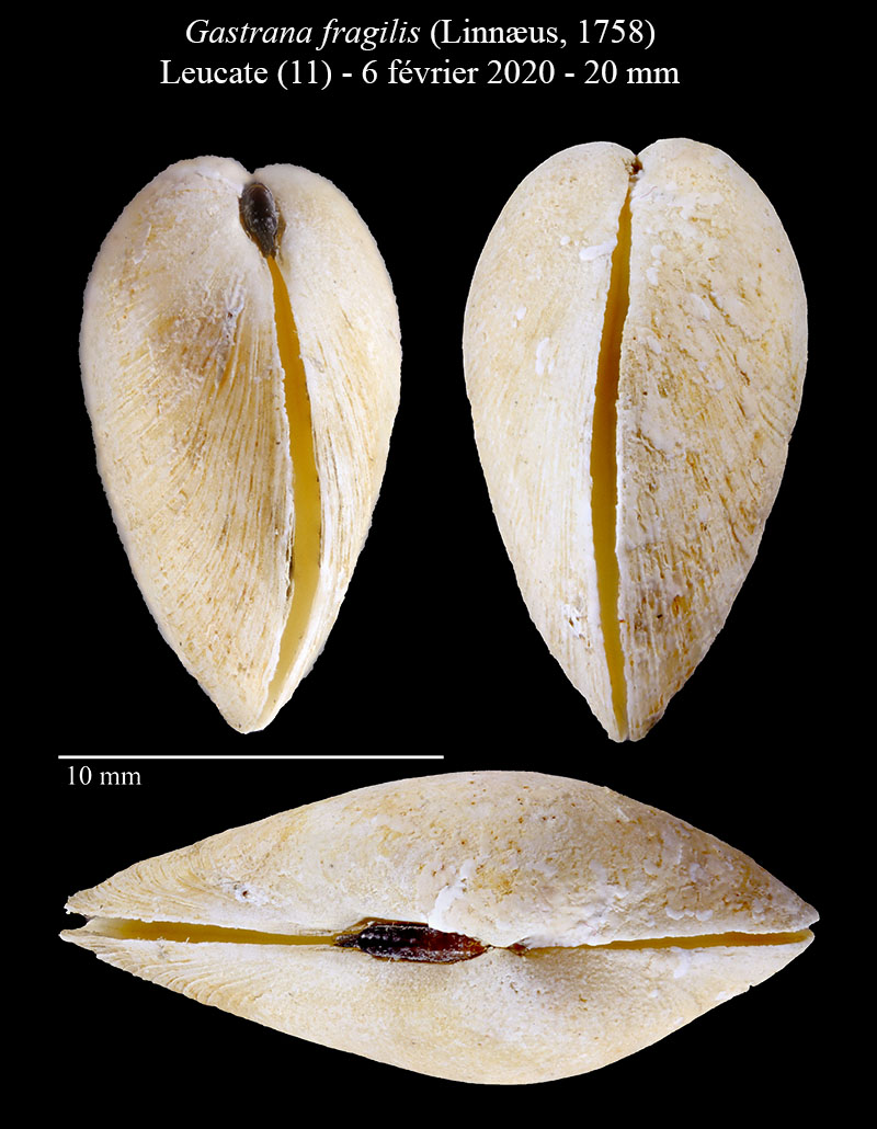 Gastrana fragilis #61955