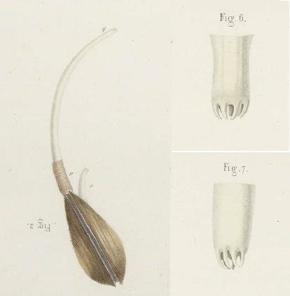 Gastrana fragilis #61957