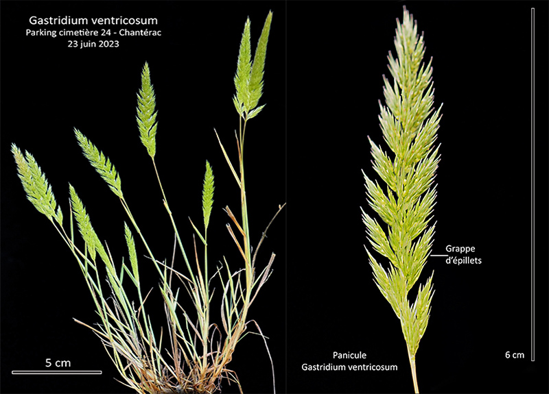 Gastridium ventricosum - (Gouan) Schinz & Thell. #75341