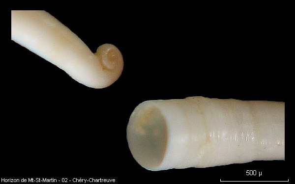 Gastéropode de la famille des CAECIDAE #10913