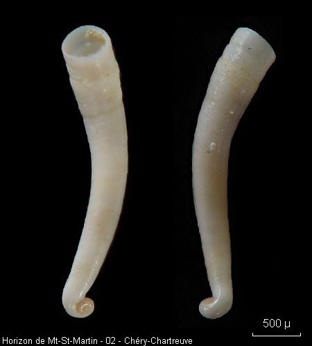 Gastéropode de la famille des CAECIDAE #10911