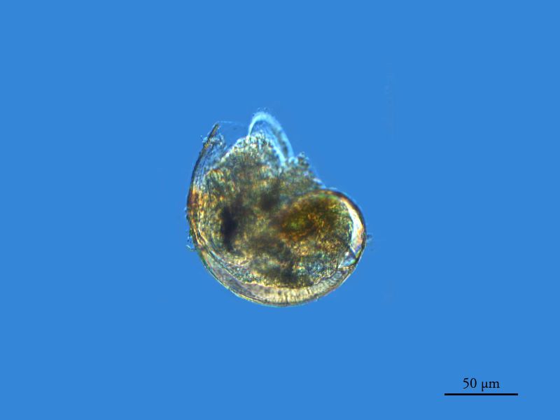 Gastéropode marin #79827