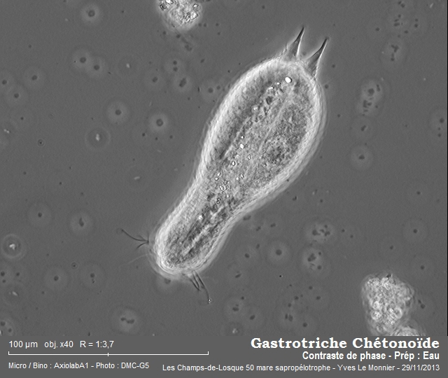 Gastrotriche Chétonoïde #35023