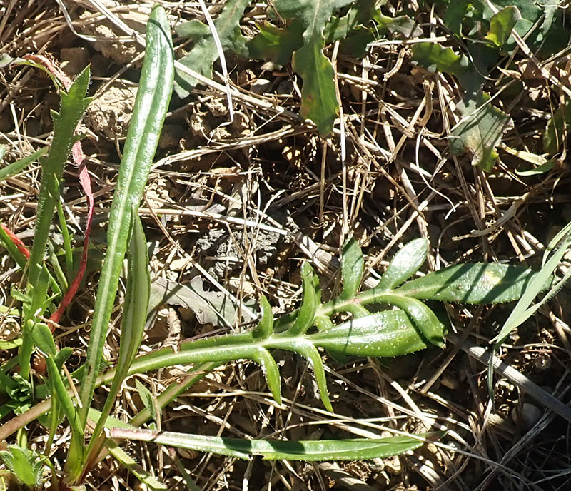 Gazania rigens #65681