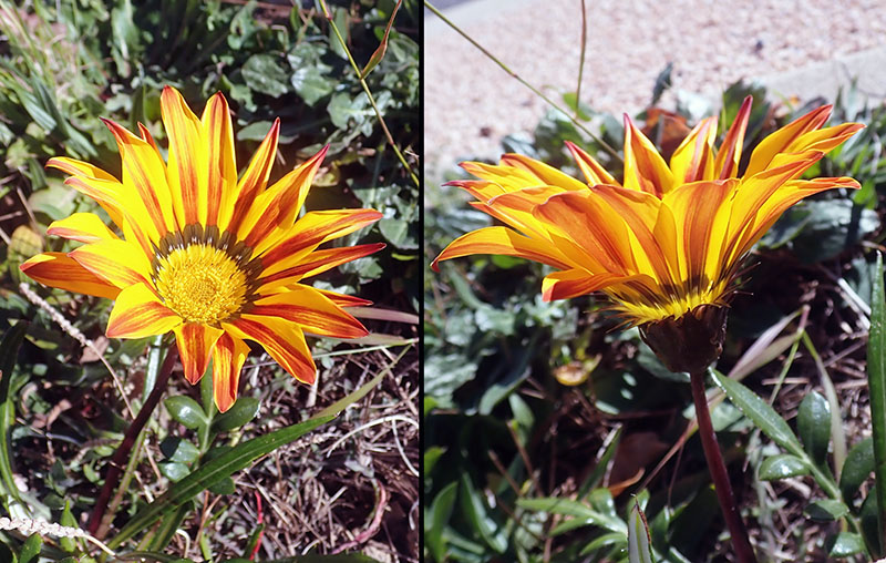 Gazania rigens #65682