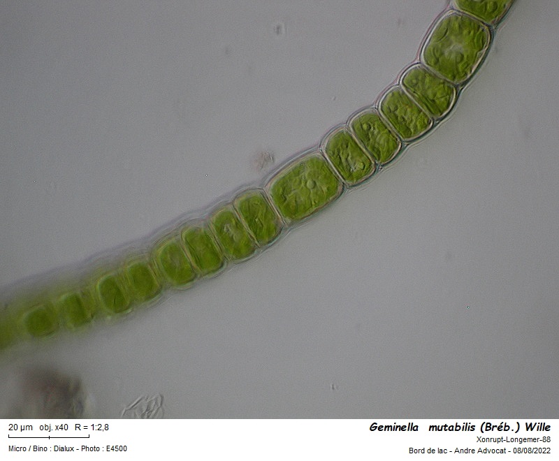 Geminella  mutabilis (Bréb.) Wille #71601
