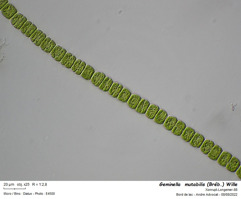 Geminella  mutabilis (Bréb.) Wille #71600