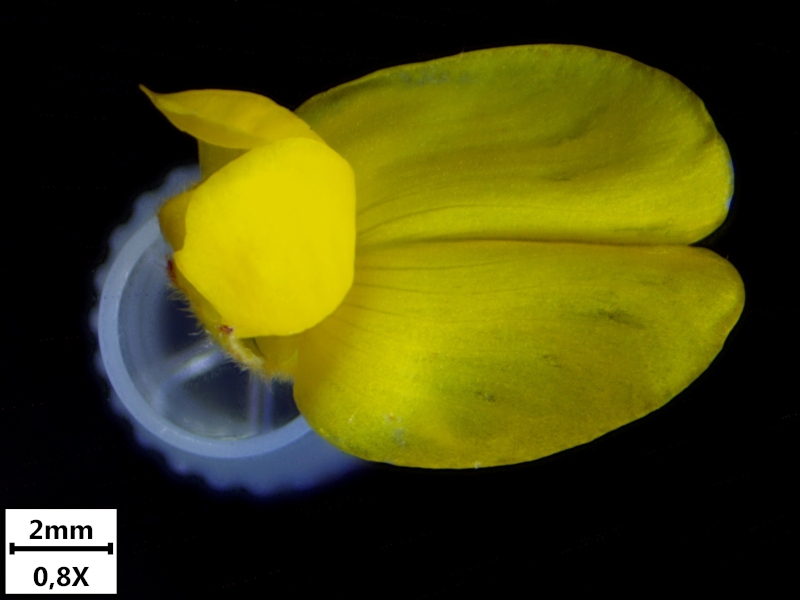 Genista sagittalis L., 1753 - Genêt ailé #71276