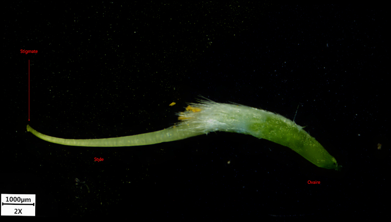 Genista sagittalis L., 1753 - Genêt ailé #71282
