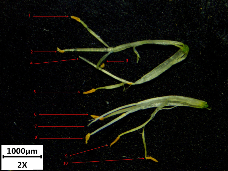 Genista sagittalis L., 1753 - Genêt ailé #71281