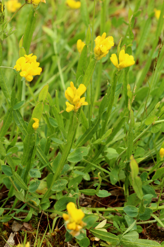 Genista sagittalis L., 1753 - Genêt ailé #71267