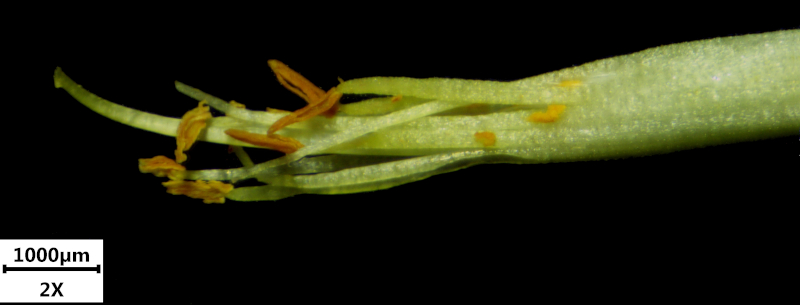 Genista sagittalis L., 1753 - Genêt ailé #71284
