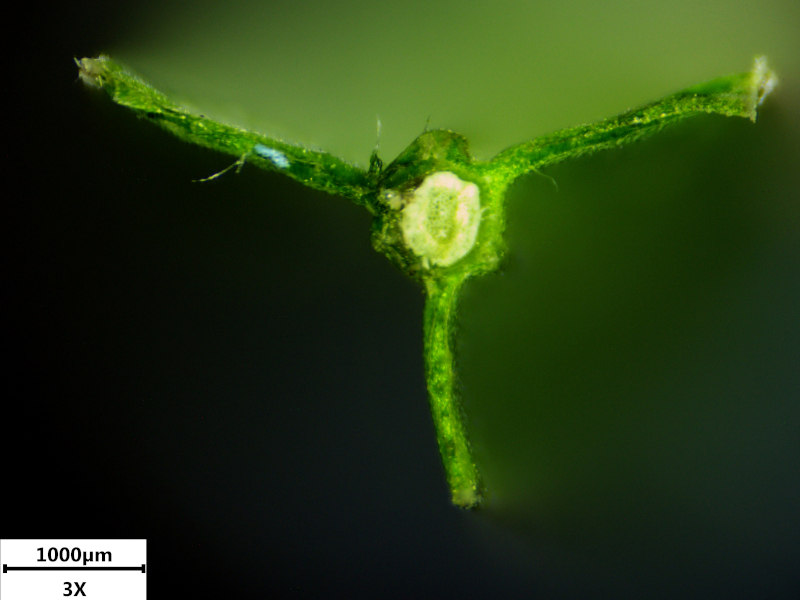 Genista sagittalis L., 1753 - Genêt ailé #71271