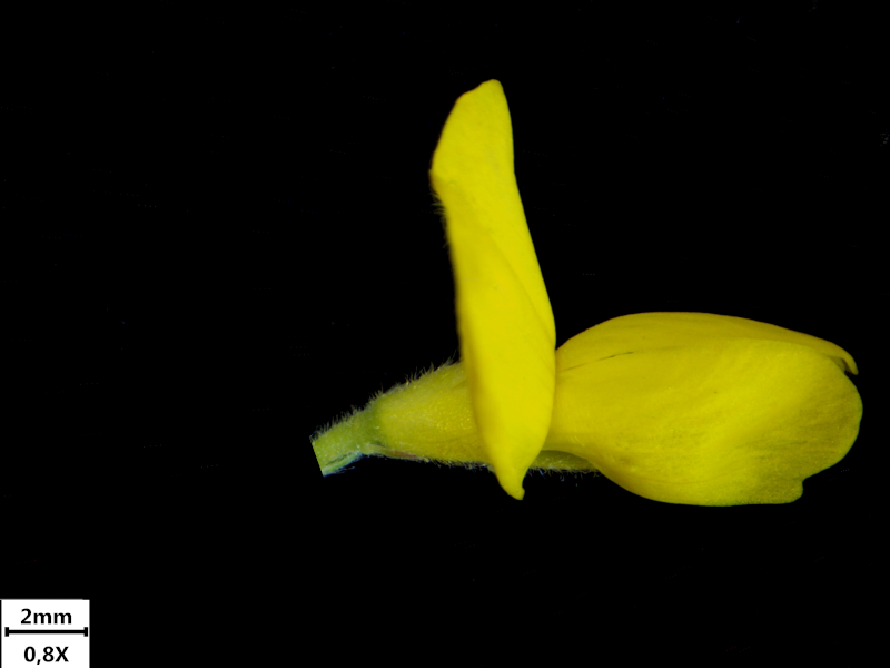 Genista sagittalis L., 1753 - Genêt ailé #71277