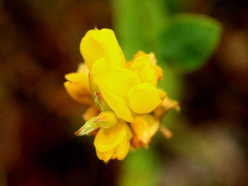 Genista sagittalis L., 1753 - Genêt ailé #71274