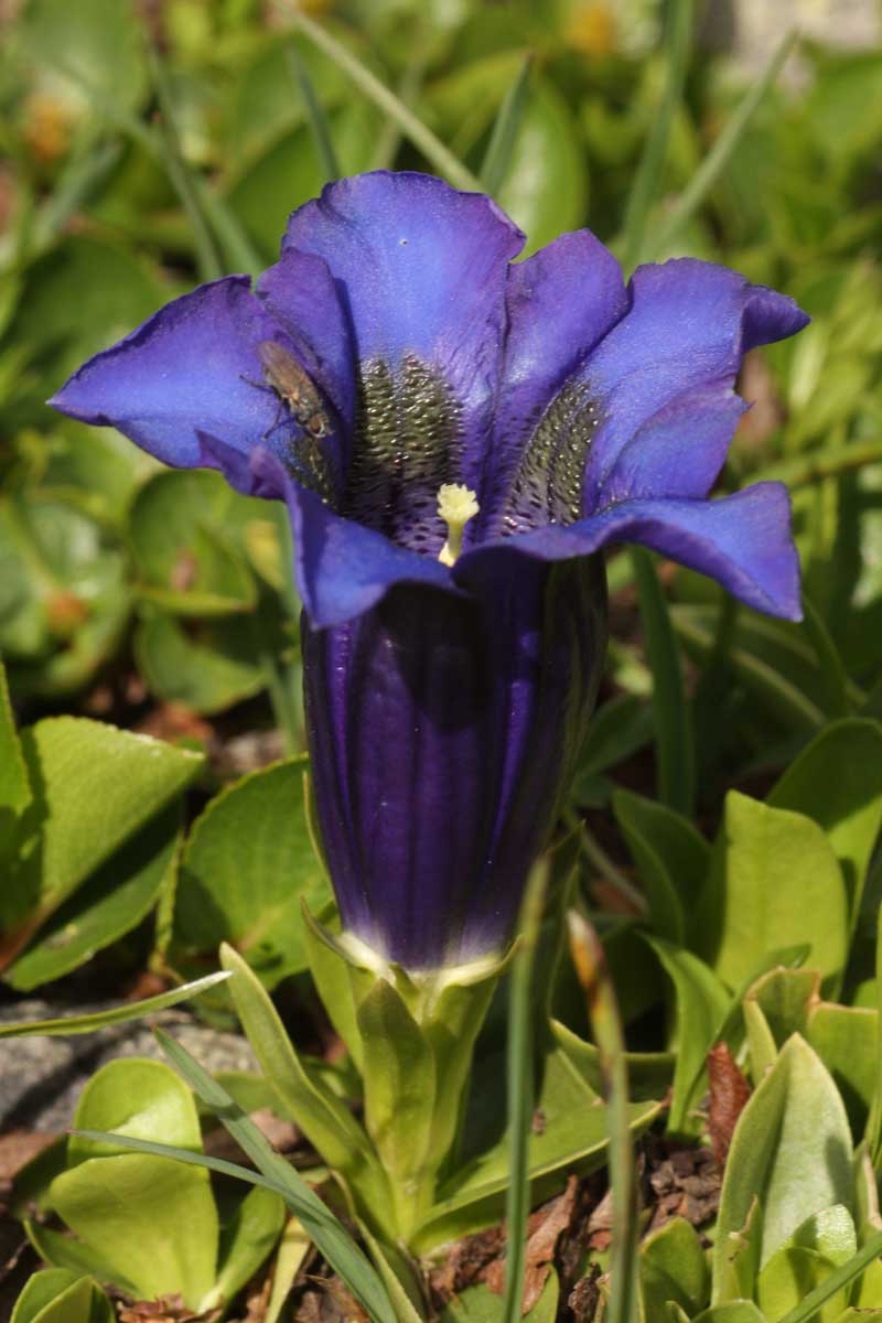 Gentiana acaulis L. #50939