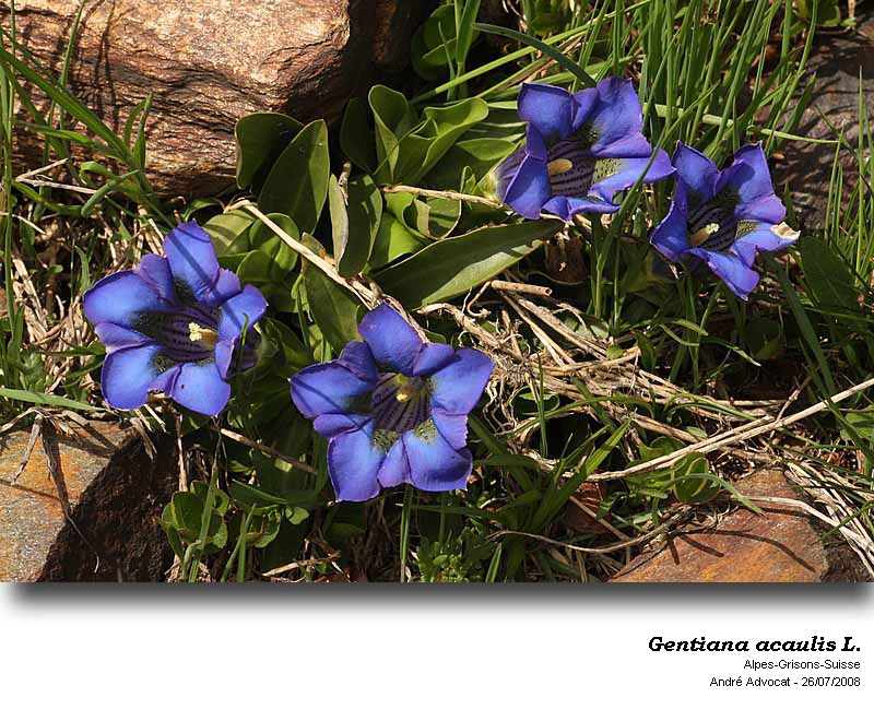 Gentiana acaulis L. #50938