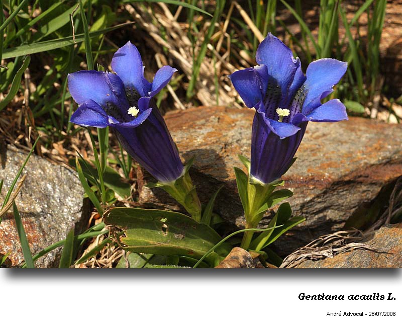Gentiana acaulis L. #50941