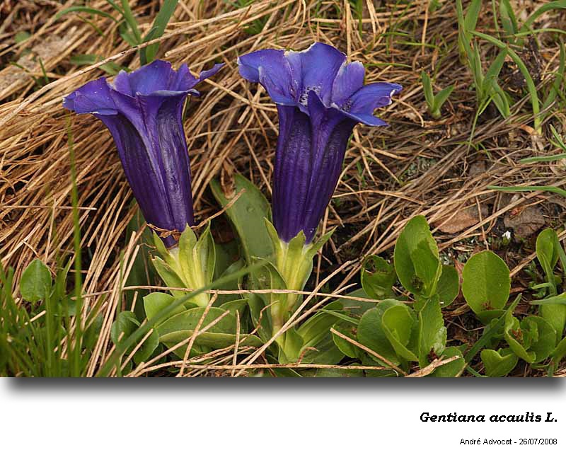 Gentiana acaulis L. #50940