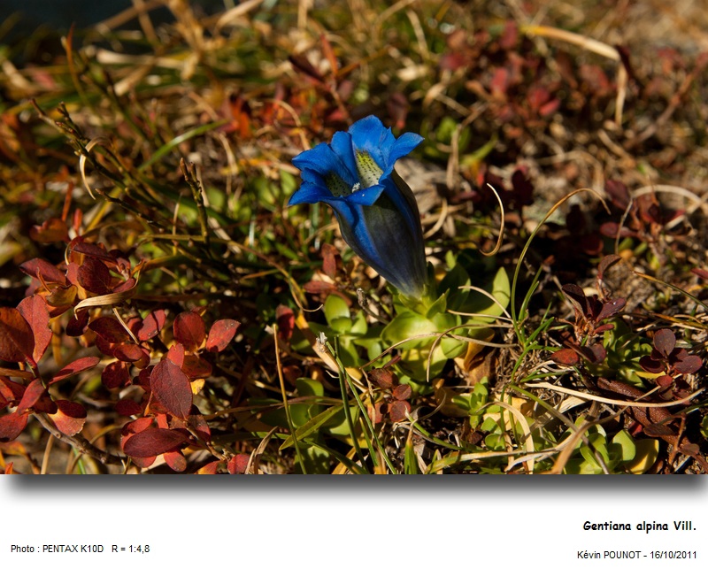 Gentiana alpina Vill. #24341