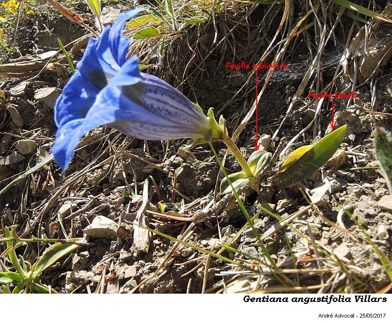 Gentiana angustifolia Vill. #51286