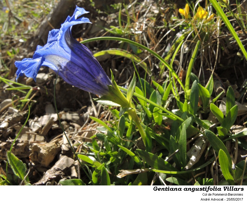 Gentiana angustifolia Vill. #51285