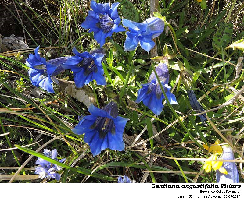 Gentiana angustifolia Vill. #51284