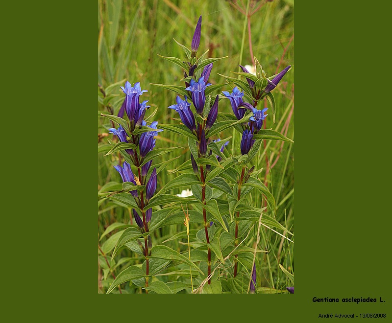Gentiana asclepiadea L.  (Gentianacée) #5331