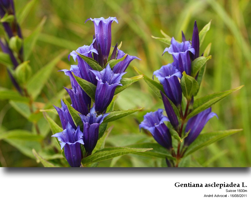 Gentiana asclepiadea L. #23722