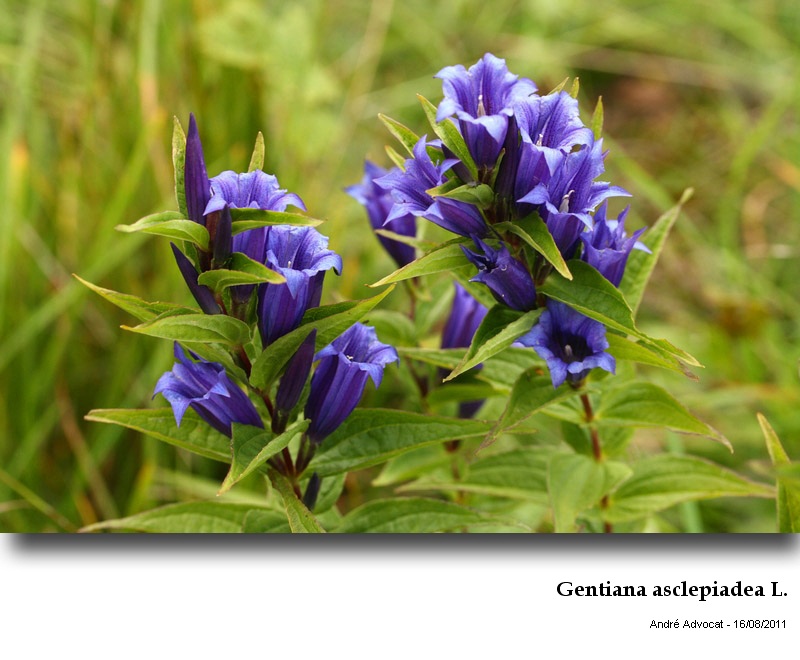 Gentiana asclepiadea L. #23723