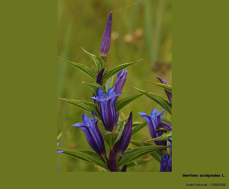 Gentiana asclepiadea L.  (Gentianacée) #5332