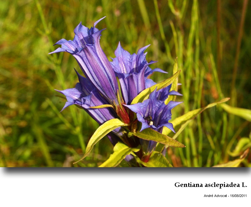 Gentiana asclepiadea L. #23724