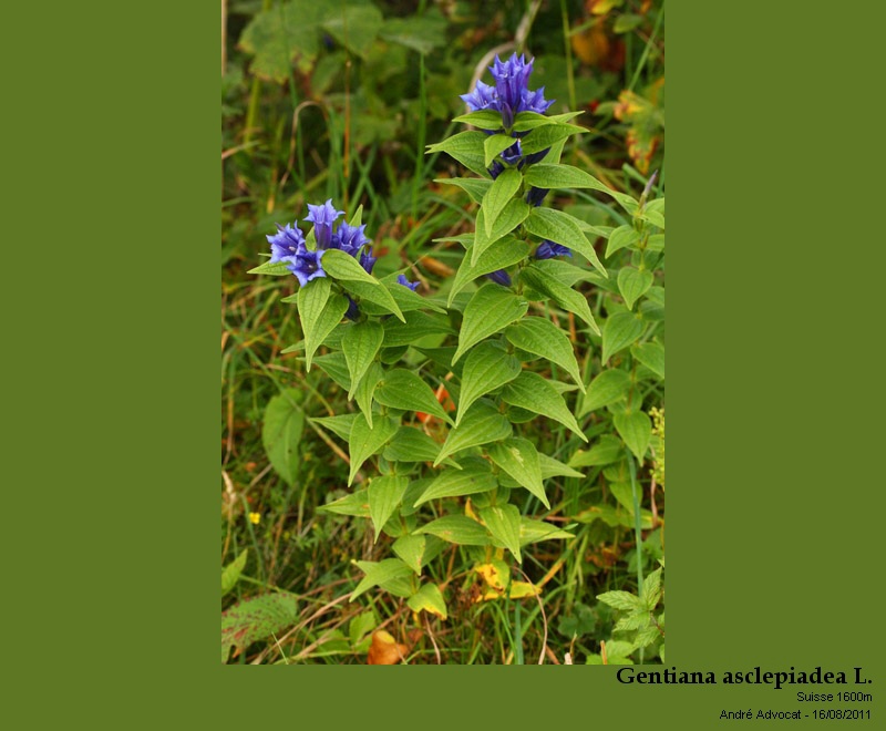 Gentiana asclepiadea L. #23721
