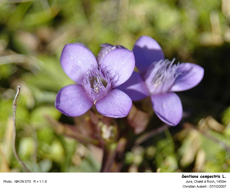 Gentiana campestris L. - Gentianne champêtre (Gentianacées) #275