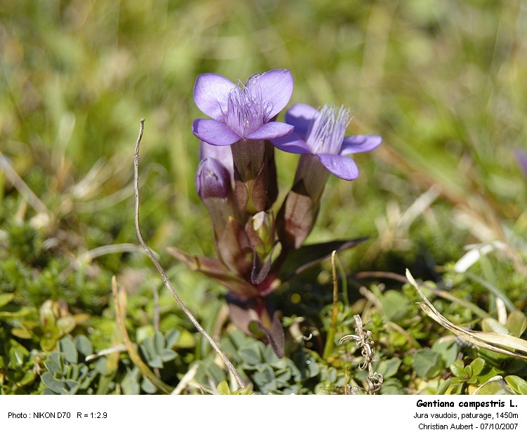 Gentiana campestris L. - Gentianne champêtre (Gentianacées) #274