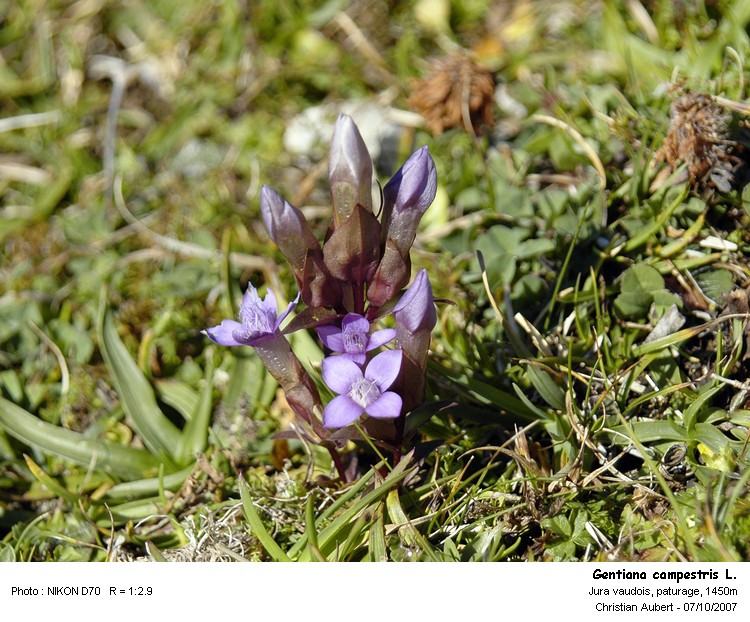 Gentiana campestris L. - Gentianne champêtre (Gentianacées) #273