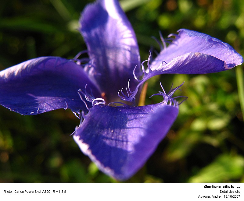 Gentiana ciliata L. - Gentiane ciliée (Gentianacées) #343