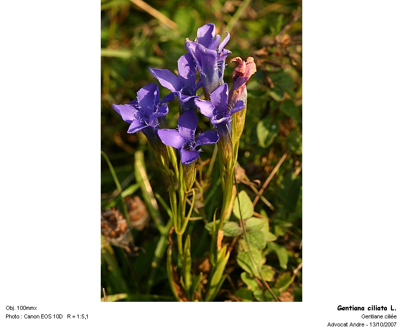 Gentiana ciliata L. - Gentiane ciliée (Gentianacées) #342