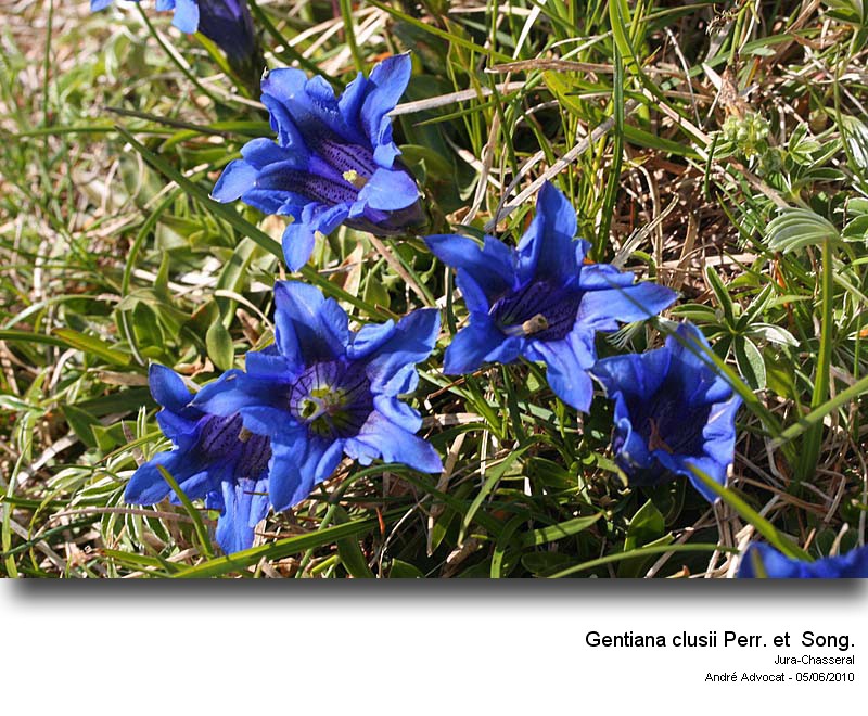 Gentiana clusii Perr. et  Song.(Gentiane de l Ecluse) #16426