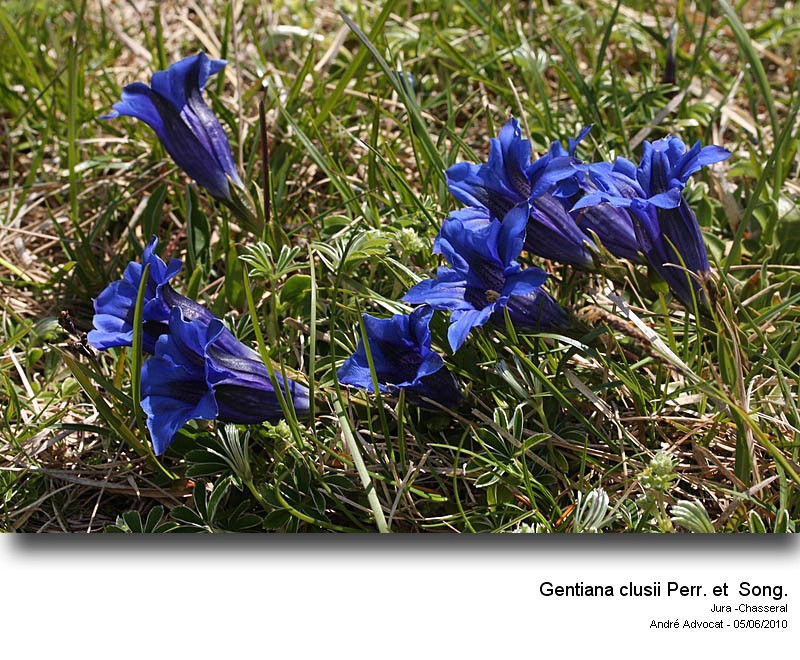 Gentiana clusii Perr. et  Song.(Gentiane de l Ecluse) #16425