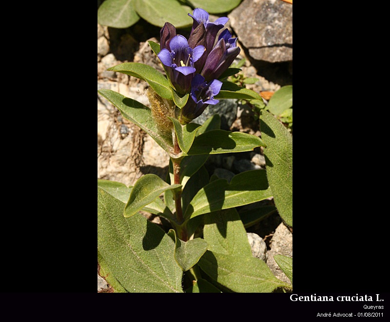 Gentiana cruciata L. #23530