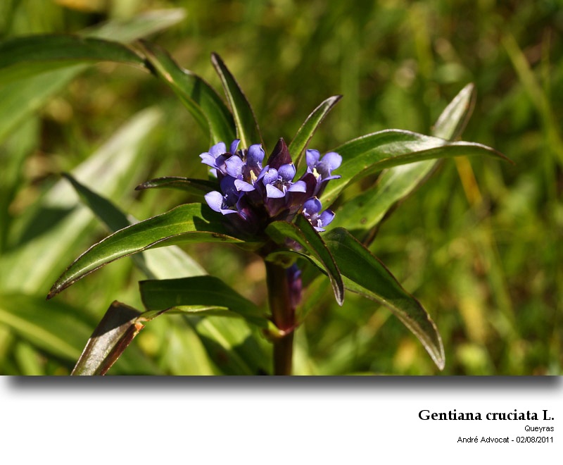 Gentiana cruciata L. #23531