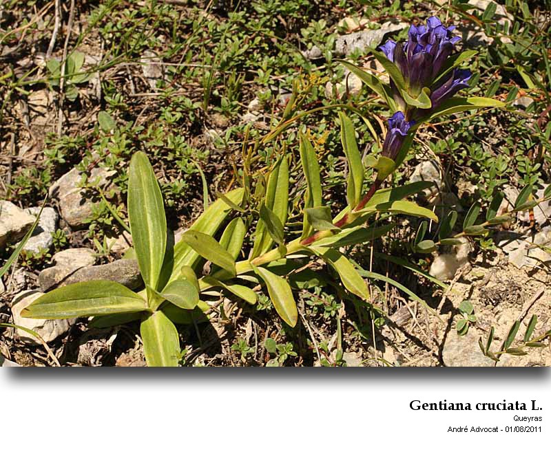 Gentiana cruciata L. #23529
