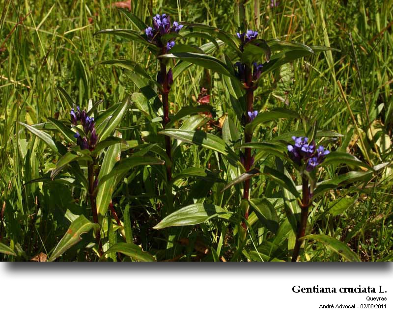 Gentiana cruciata L. #23528
