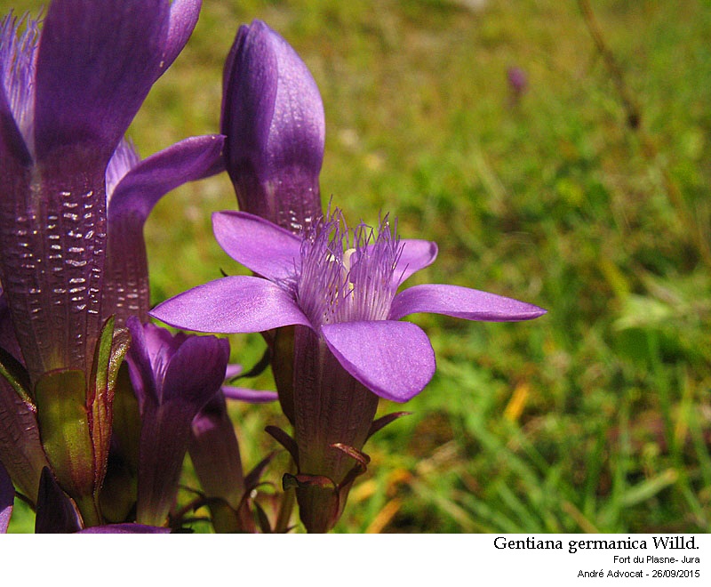 Gentiana germanica Willd. #42219