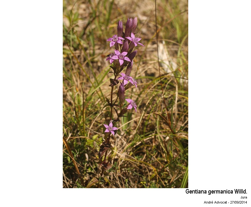 Gentiana germanica Willd. #39150