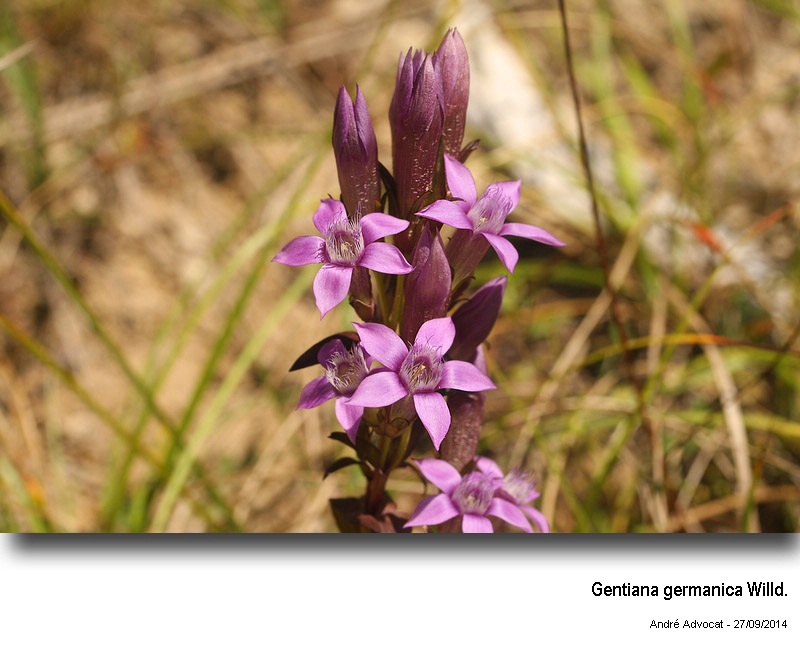 Gentiana germanica Willd. #39151