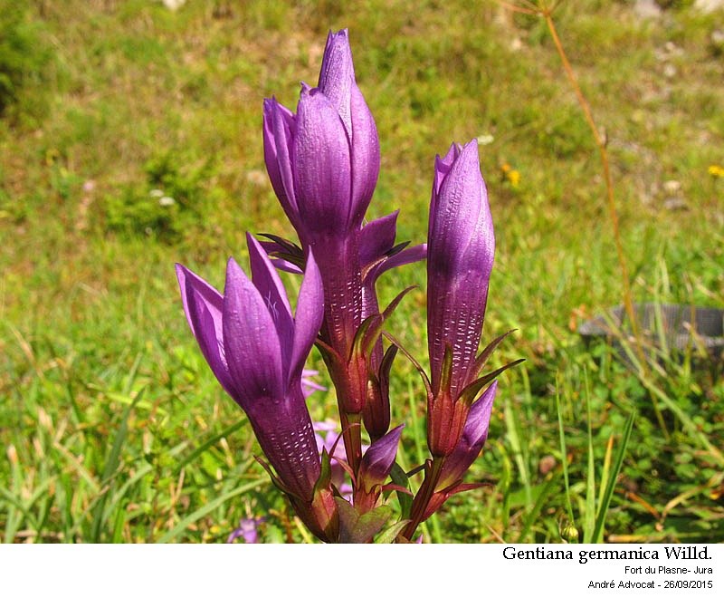 Gentiana germanica Willd. #42220